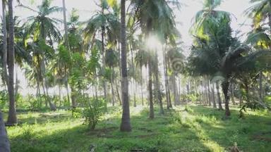 有绿地的椰树农场.. 椰树林的平底锅